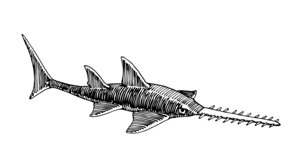 カレイ ソーフィッシュ 海の捕食者 スケッチ ロゴやエンブレムのための 手描きのスタイルで白の背景に隔離された黒いインクラインとベクトルイラスト — ストックベクタ