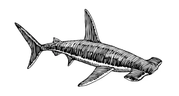 Tubarão Martelo Predador Marinho Perigoso Peixe Para Logótipo Emblema Ilustração — Vetor de Stock