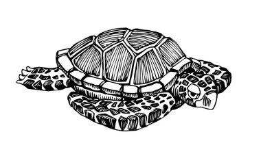 Süslü bir kabukta yüzen deniz kaplumbağası, logo ya da amblem için, beyaz bir zemin üzerinde izole edilmiş siyah mürekkep çizgileri olan vektör çizimi karalama & el çizimi stili