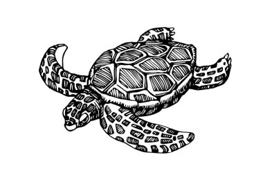Süslü bir kabukta yüzen deniz kaplumbağası, logo ya da amblem için, beyaz bir zemin üzerinde izole edilmiş siyah mürekkep çizgileri olan vektör çizimi karalama & el çizimi stili