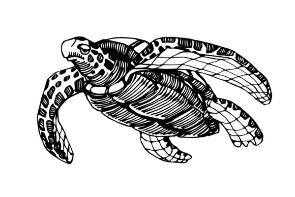 Плавание Морской Черепахи Раковине Орнаментом Логотипа Эмблемы Векторная Иллюстрация Черными — стоковый вектор