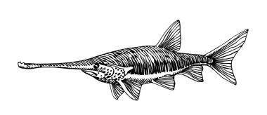 Download Paddlefish Free Vector Eps Cdr Ai Svg Vector Illustration Graphic Art