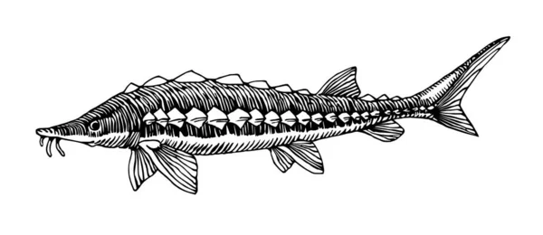 Süßwasserstör Seltener Kommerzieller Fisch Köstliches Futter Für Logo Oder Emblem — Stockvektor