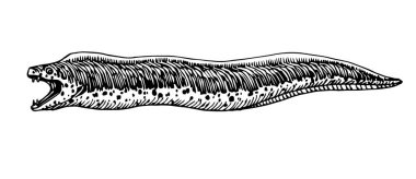 Benekli moray, tehlikeli deniz balığı, lezzetli deniz ürünleri, logo veya amblem için, kabartma, çizim, vektör çizimi, siyah mürekkep çizgileri ile el çizimi tarzında beyaz arka planda izole edilmiş.