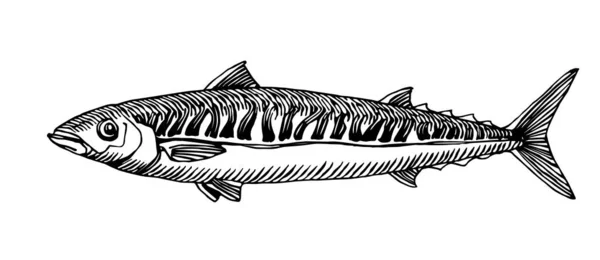 Makrele Aus Dem Atlantik Kommerzieller Fisch Köstliche Meeresfrüchte Gravur Skizze — Stockvektor