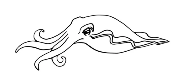 Каракатицы Щупальцами Морские Моллюски Вкусные Морепродукты Логотипа Эмблемы Векторные Иллюстрации — стоковый вектор