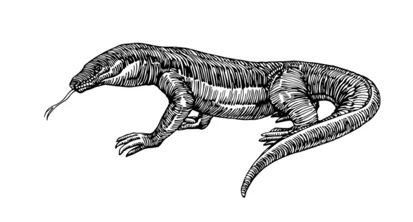 Lagarto Komodo Predador Perigoso Dragão Para Logotipo Emblema Gravura Esboço —  Vetores de Stock