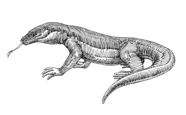 Lagarto Komodo Predador Perigoso Dragão Para Logotipo Emblema Gravura Esboço — Fotografia de Stock