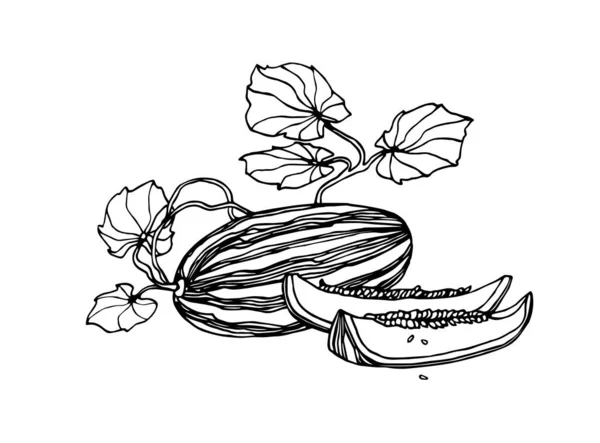 Φυτό Κήπου Γλυκά Φρούτα Πεπόνι Φέτες Φύλλα Τρόφιμα Εποχής Διανυσματική — Διανυσματικό Αρχείο