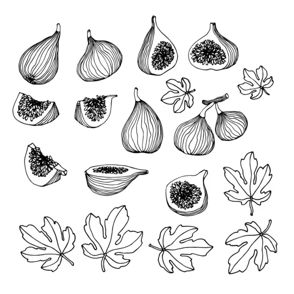 Set Black Ink Sketches Fruits Figs Leaves Decoration Ornament Icons — Stock Vector
