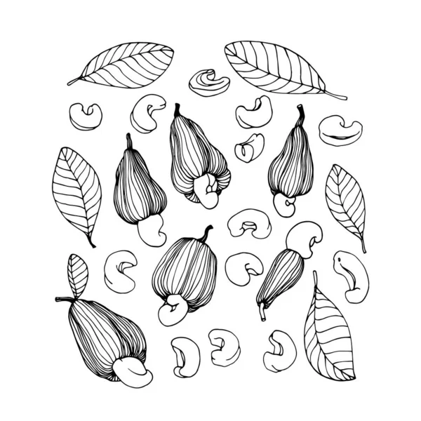 Set Cashew Tree Elements Leaves Fruits Peeled Nuts Ornaments Menu — Stock Vector