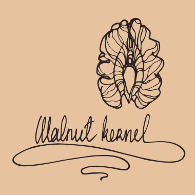 Harfli ceviz çekirdeğinin bir parçası, logo, amblem, vektör çizimi için dekoratif bir süs ya da desen elementi, karalama ve el çizimi tarzında renk arkaplanı üzerine kontur çizgileri.
