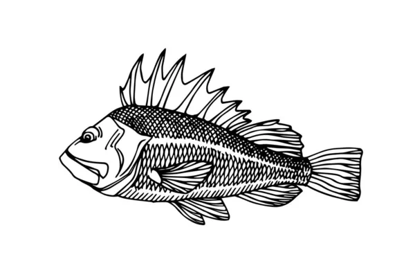 Kolczasty Okoń Morski Komercyjne Ryby Drapieżnik Morski Pyszne Jedzenie Godło — Wektor stockowy