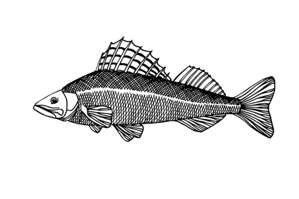 魚の紋章 手描きスタイルで白の背景に隔離された黒い輪郭線とベクトルイラストのためのスパイシーな斑点のあるフィン 商業魚 海洋捕食者 おいしい料理と淡水パイクパーチ — ストックベクタ