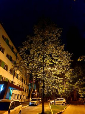 Fenerin altındaki ağaç