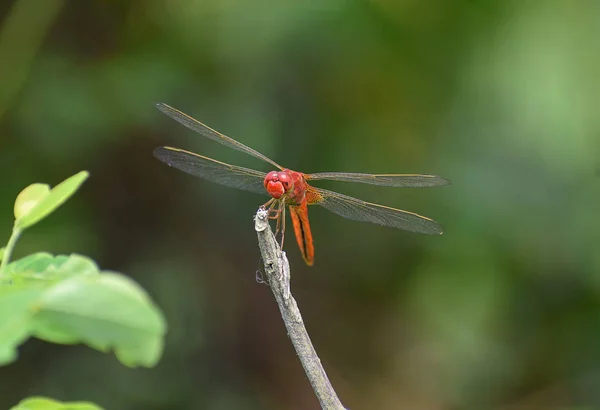 Dragonfly Sitter Pinne — Stockfoto