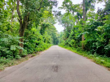 Ormanın ortasında otoyol, yolun her iki tarafında da ağaçlar ve bitkiler var.