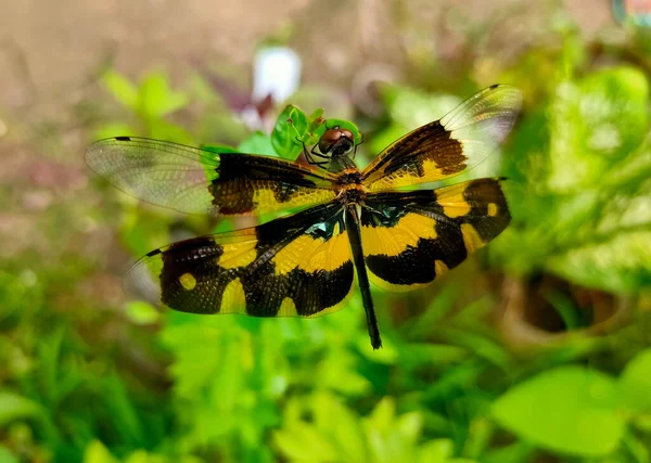 Libélula Multicolorida Bonita Libélula Cor Preta Amarela Com Fundo Verde — Fotografia de Stock