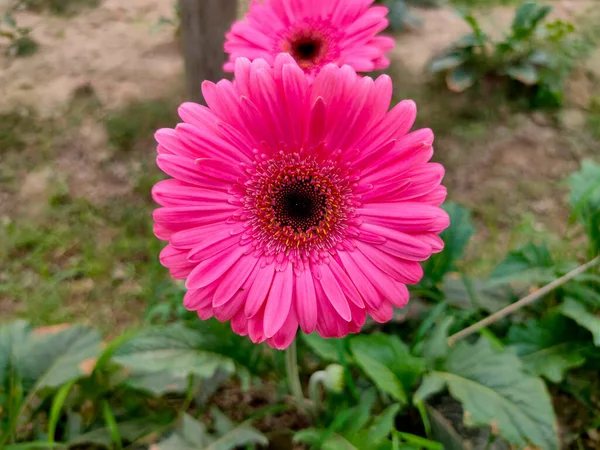 Germini Flor Rosa Solo Flor Vista Frontal Close Imagem Fundo — Fotografia de Stock