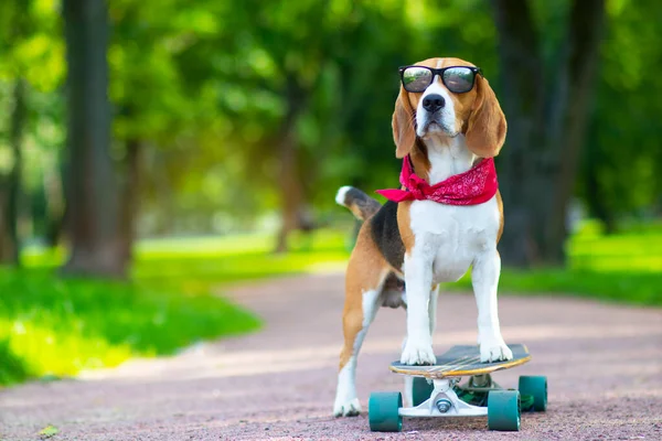 Köpeğin cinsi doğru, parkta geziyor ama uzun bir tahta. Hayvan yürür, parkta kaykay sürmeyi öğrenir. Boşluğu kopyala