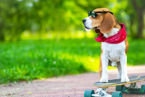 Köpeğin cinsi doğru, parkta geziyor ama uzun bir tahta. Hayvan yürür, parkta kaykay sürmeyi öğrenir..