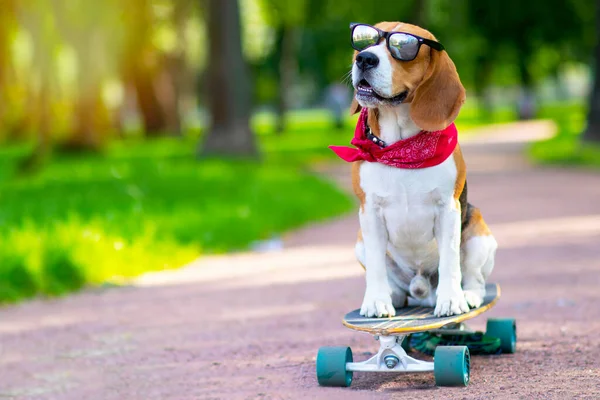 Il cane della razza è vero, cavalca nel parco ma un longboard. Pet passeggiate, impara a cavalcare uno skateboard nel parco. Copia spazio — Foto Stock