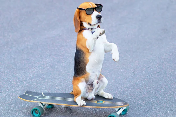 Un cane divertente seduto su un longboard o skateboard. Pet in occhiali da sole impara a cavalcare la tavola. — Foto Stock