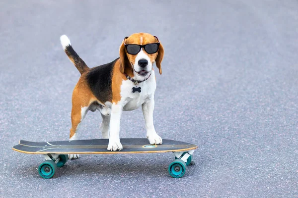 Un cane divertente è in piedi su un longboard o skateboard. Pet in occhiali da sole impara a cavalcare la tavola — Foto Stock