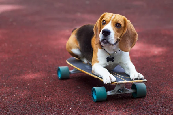 Sorpreso cane beagle sdraiato su uno skateboard o longboard. Grave animale domestico — Foto Stock
