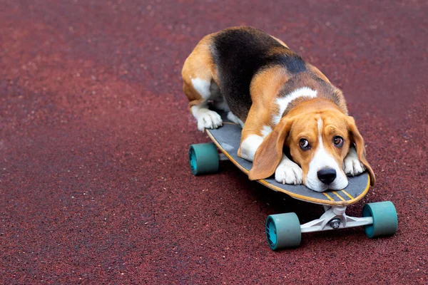 Cane triste, razza beagle si trova su una tavola per uno skateboard o longboard. Triste cucciolo. Copia spazio — Foto Stock