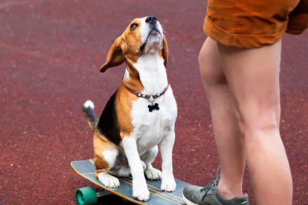 Sorpreso cane beagle seduto su uno skateboard o longboard. Allenamento per addestratori di cani, pet training. — Foto Stock