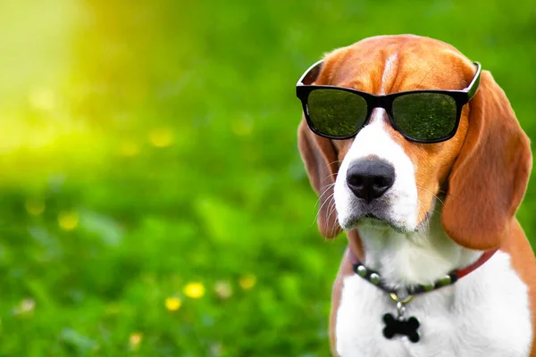 Ritratto di un cane beagle serio che indossa occhiali da sole su erba verde. Divertente caccia alla volpe nel parco. Copia spazio — Foto Stock