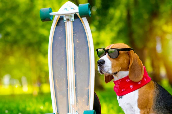 Ritratto. Un cane beagle in occhiali da sole si siede in un parco vicino a un longboard. L'animale domestico di Foxhound cammina su uno skateboard. Copia spazio. — Foto Stock