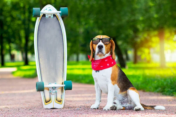 Бігль собака в сонцезахисних окулярах сидить в парку біля дошки. Домашня тварина гуляє, вчиться їздити на скейтборді . — стокове фото