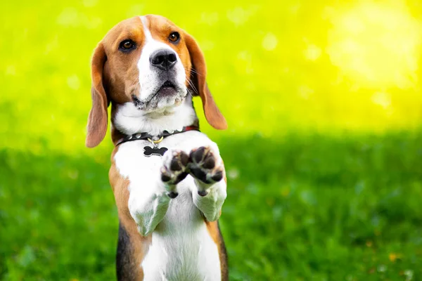 Retrato de um cão sério da raça beagle, executa comandos na grama verde. Cão de caça engraçado no parque — Fotografia de Stock