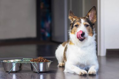 Köpek bir kase yemeğin yanına oturur ve evde bir kase kuru yiyeceğin yanında dilini yalar..