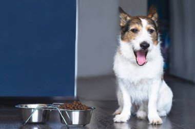 Köpek, evde, bir kase kuru yiyeceğin yanında bir kase yiyecek ve çığlıkların yanına oturur..