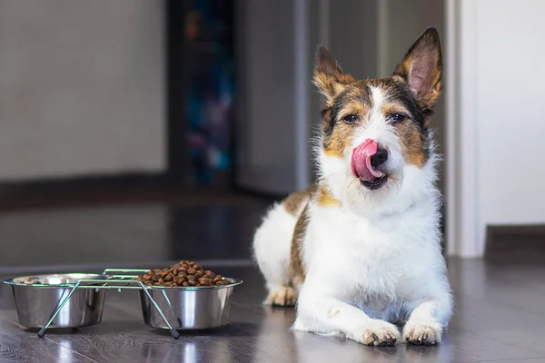 O cão senta-se perto de uma tigela de comida e lambe a língua, perto de uma tigela de comida seca em casa. — Fotografia de Stock