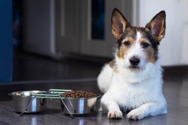 Bir köpek portresi, köpek kuru yiyecek kasesinin yanında yatıyor, ciddi bir bakış. Ev hayvanı evde yiyor..