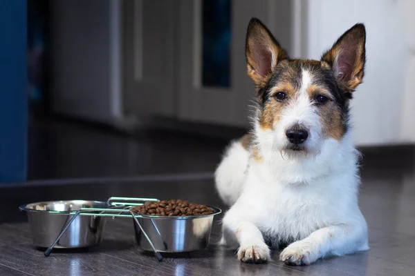 Bir köpek portresi, köpek kuru yiyecek kasesinin yanında yatıyor, ciddi bir bakış. Ev hayvanı evde yiyor..