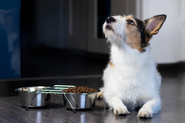 Bir köpek portresi, köpek kuru yiyecek kasesinin yanında yatar, yukarı bakar. Ev hayvanı evde yiyor..