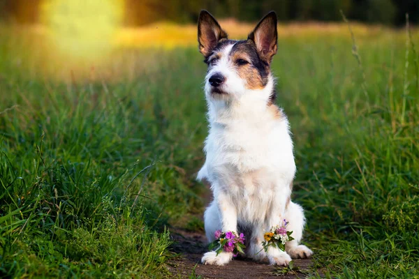 Portret psa na zielonej łące, lato. Kwiaty w łapach. Cute pet patrząc daleko w lecie. — Zdjęcie stockowe