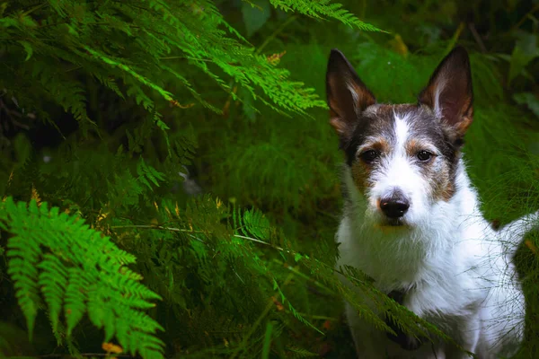 Bir köpek portresi, eğrelti otlarının içindeki ormanda oturuyor.