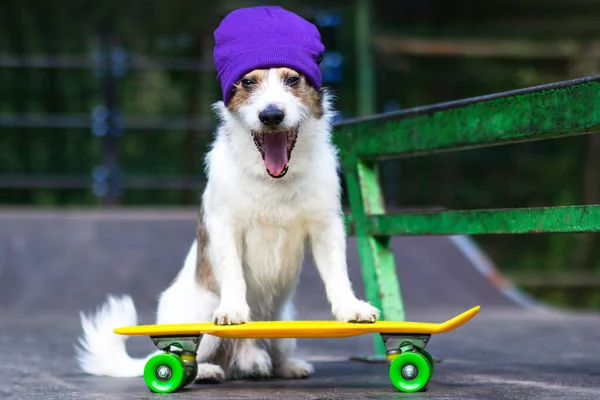 Buon cane divertente in un cappello cavalcando uno skateboard o un penny board. — Foto Stock