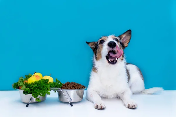 The dog sits near a bowl of food and licks his tongue, dry food and fresh vegetables and fruits. Pet healthy lifestyle and nutrition concept