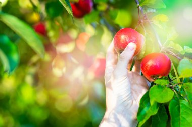 Yakın plan, bir adam elinde tutuyor, elma dalından olgun kırmızı bir elma topluyor. Hasat, sağlıklı meyveler.