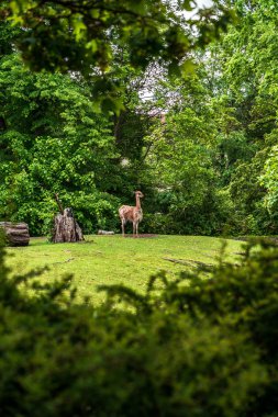 Llama Berlin eski hayvanat bahçesinde çim üzerinde, Almanya, Avrupa