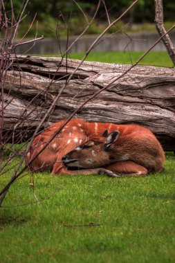 Berlin hayvanat bahçesinde çim üzerinde geyik temizleme kürk, Almanya, Avrupa