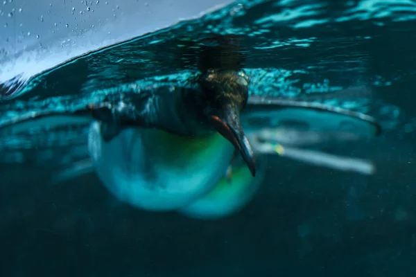 Pinguim Nadando Água Lagoa Antigo Zoológico Berlim Alemanha Europa — Fotografia de Stock