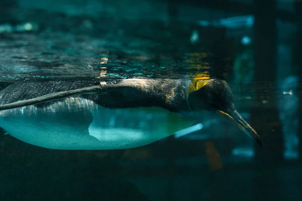 Pinguim Nadando Água Lagoa Antigo Zoológico Berlim Alemanha Europa — Fotografia de Stock